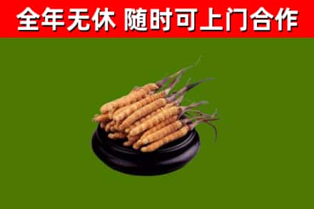 梅县回收散虫草