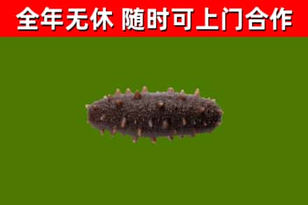 梅县回收海参干